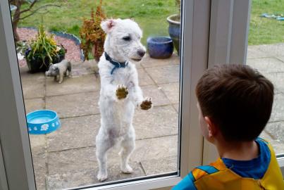 A small white dog stands on its hind legs at a glass Alitherm door, looking at a child inside